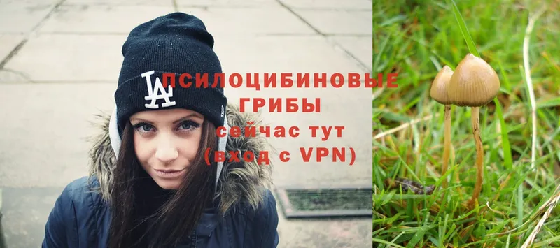 Галлюциногенные грибы Psilocybe  Баксан 